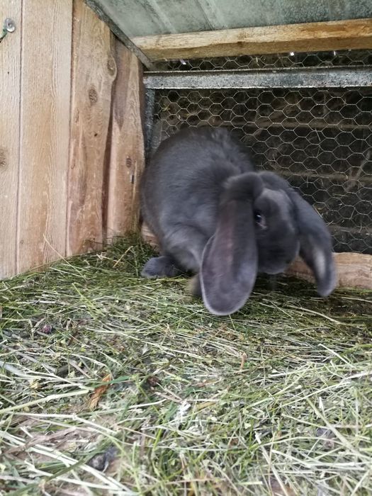 Vând iepuri berbec uriaș german