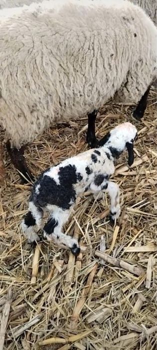 Miei din 2 de vânzare