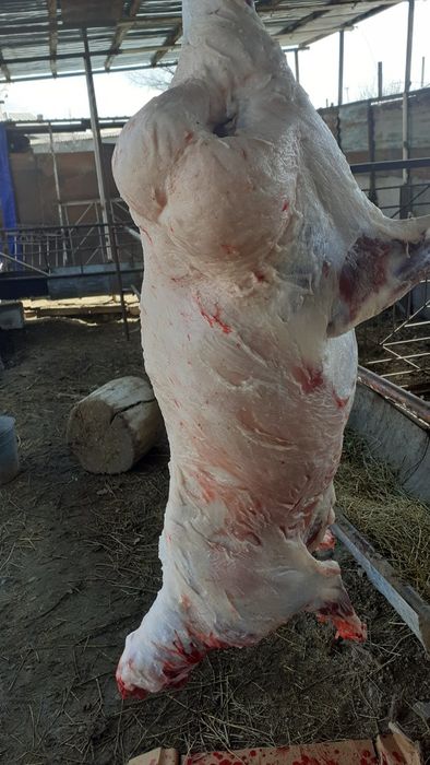 Қой сатылыды семіз