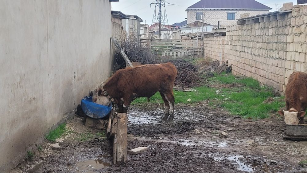 Баспак сатылады.