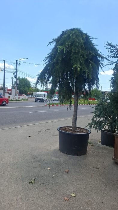 Vând plante ornamentale