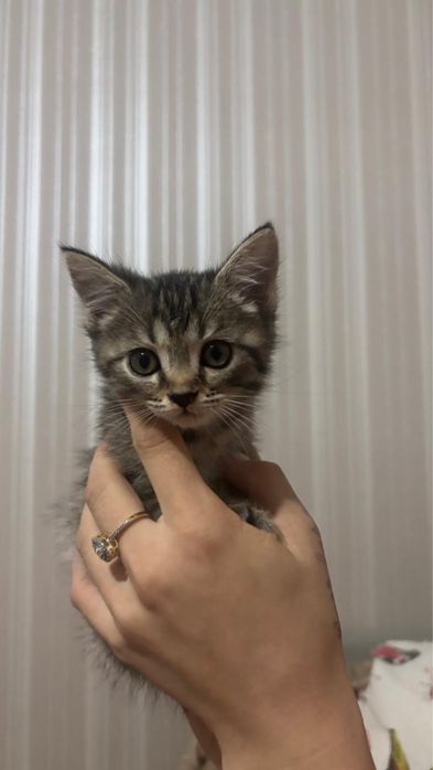 Продаются шотландские котята