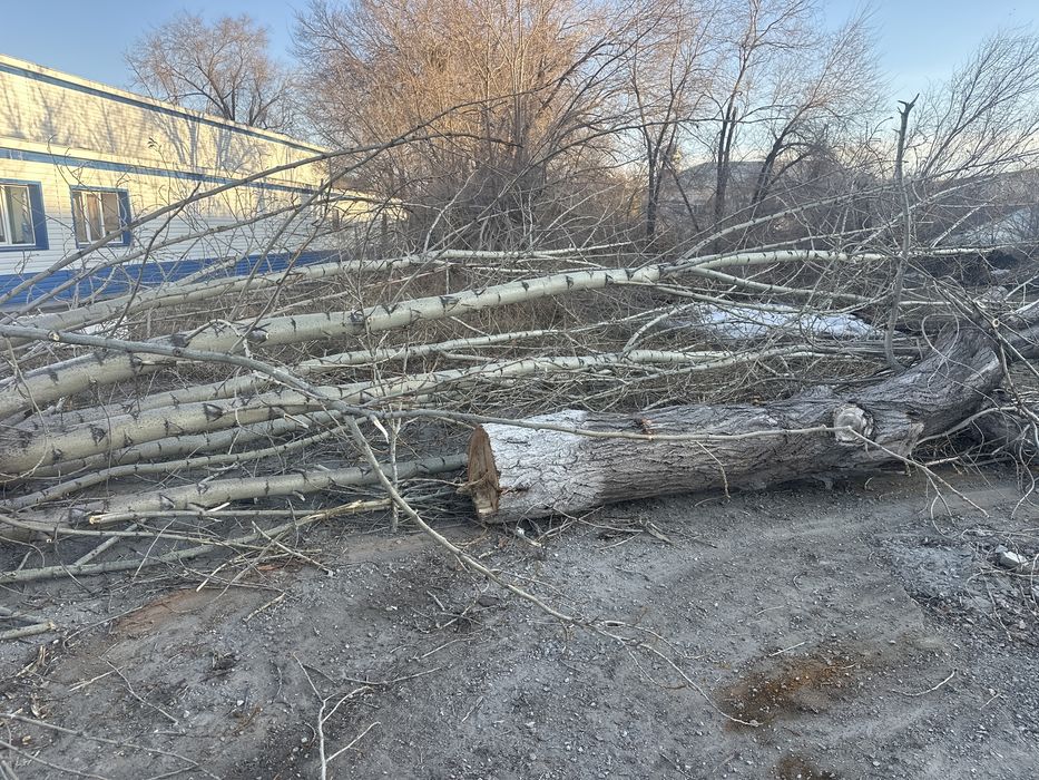 Дрова бесплатно, самовывоз. Надо распилить и забрать