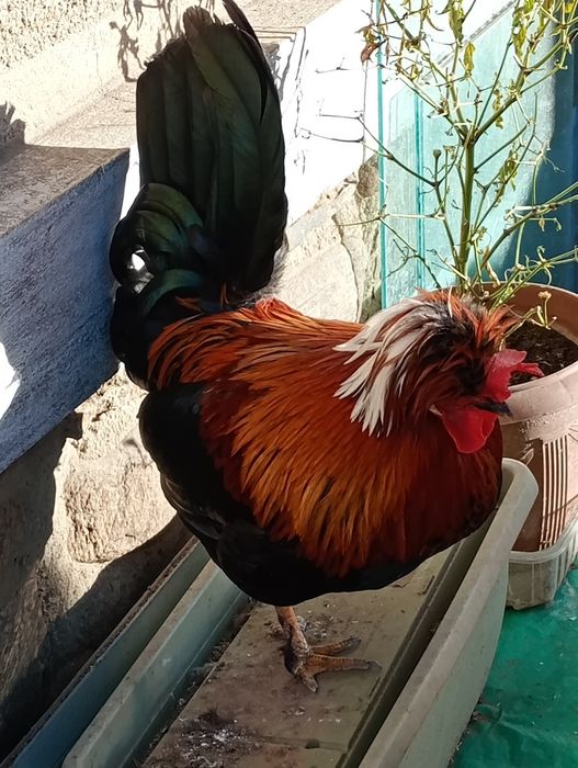 Vând cocosi pitici!