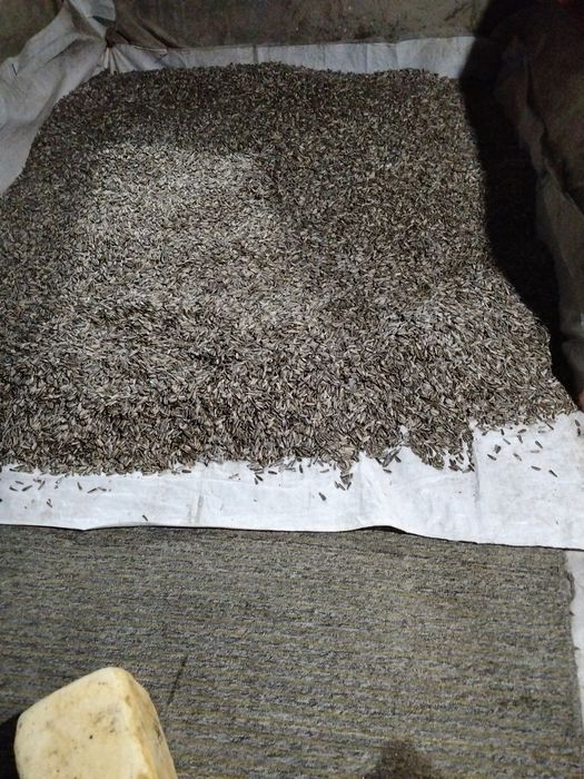 Жарим семечки любые