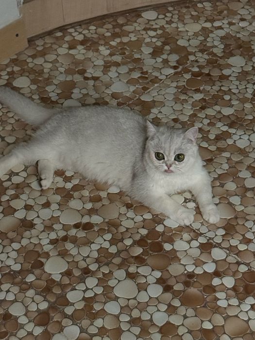 Отдадим кошечку 8 месяцев