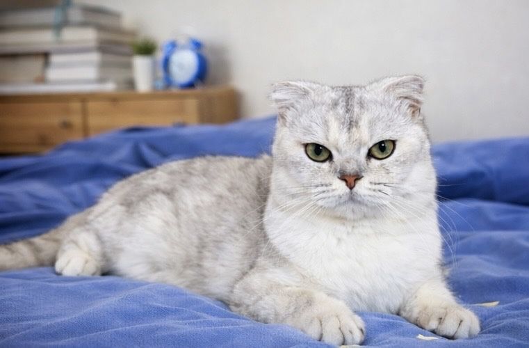 Красавец на вязку