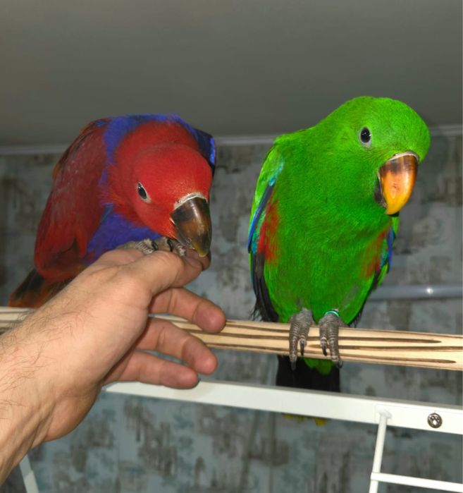 Продам крупного попугая Эклектус