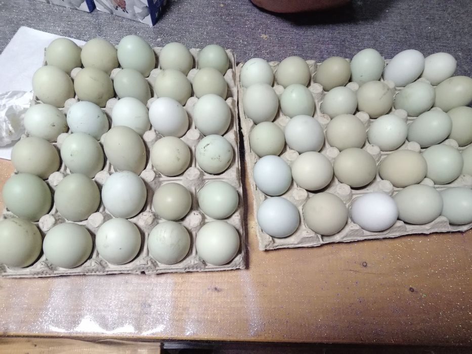 Ouă ptr incubat ,de găini araucana..