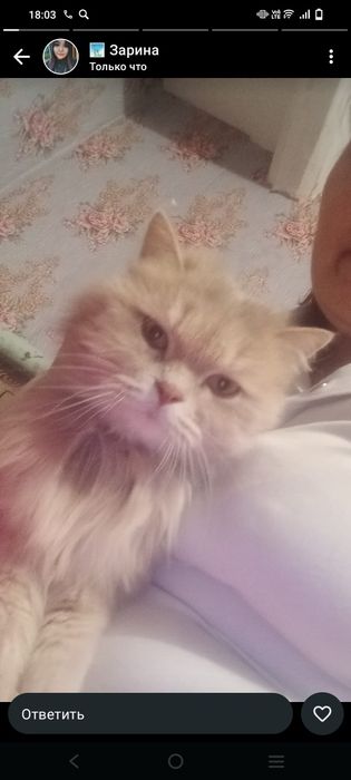 Кошечка ищет семью