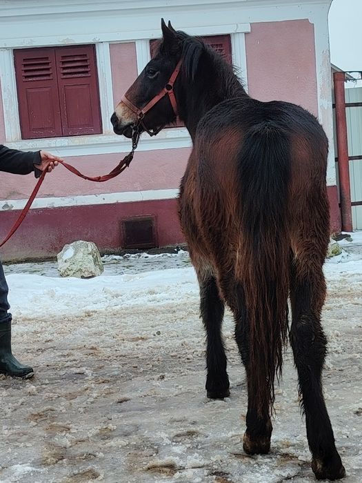 Mânză disponibilă