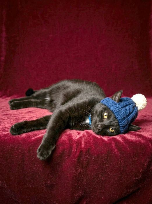 Котик дружелюбным людям