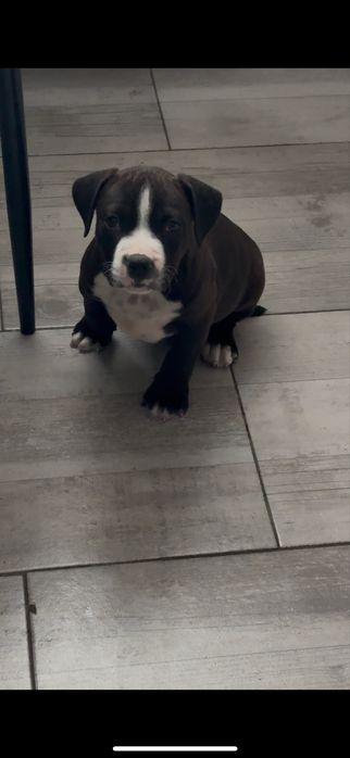 Amstaff mascul cu piept alb