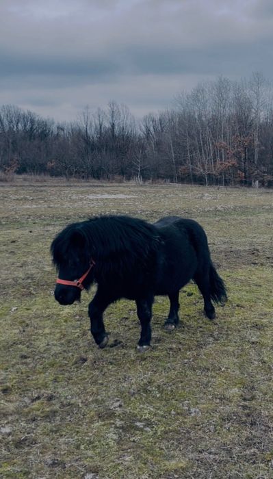 Ponei armăsar negru de  rasă