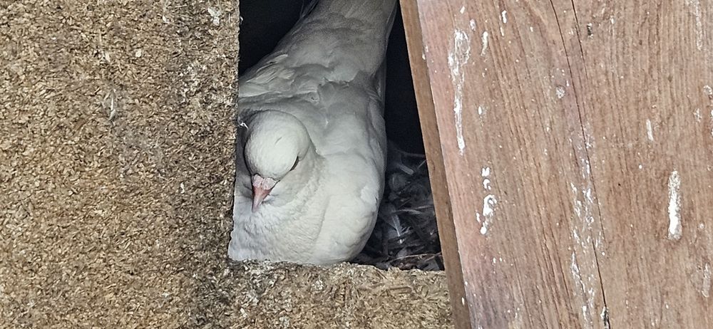 Porumbei Tobosari Arabi  perechi formate