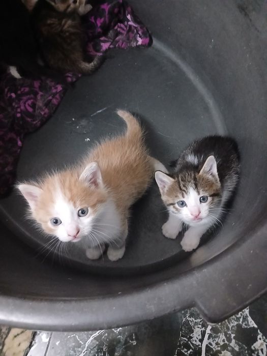 Отдам котят в добрые руки