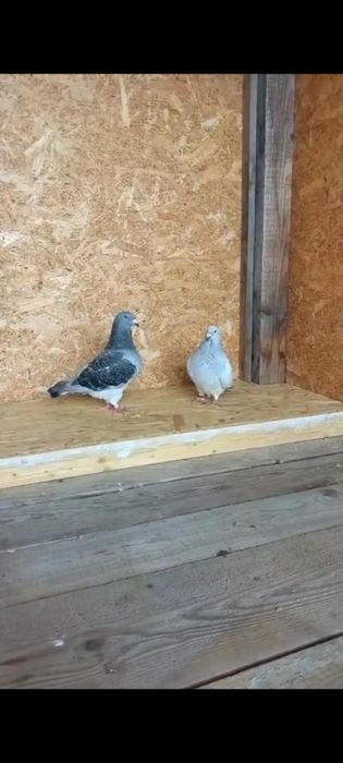 Porumbei standard românesc