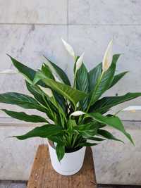 Спатифиллума (Spathiphyllum)