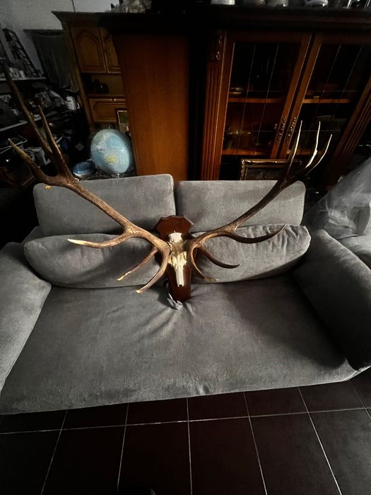 Coarne cerb (trofeu) germania