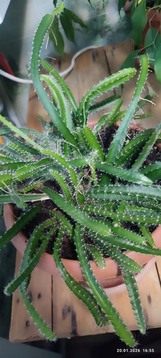 Продам растение драконьего плода