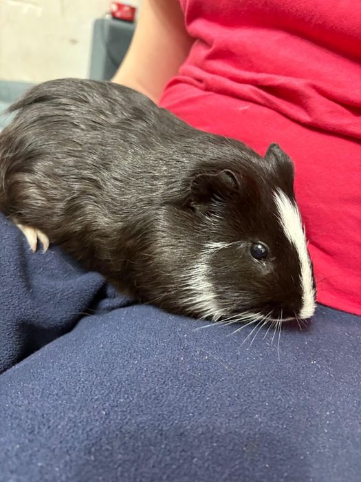 Морская свинка мальчик