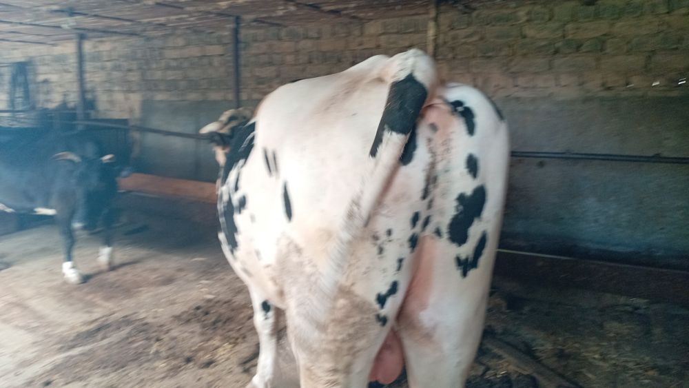 Продам бычка срочно