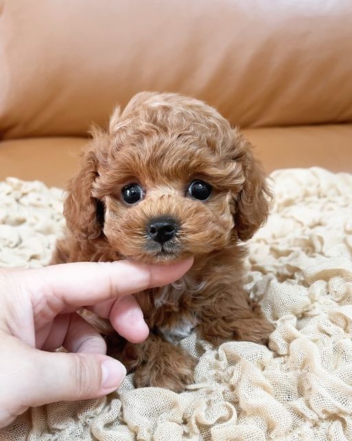 Maltipoo poodle mini toy apricot