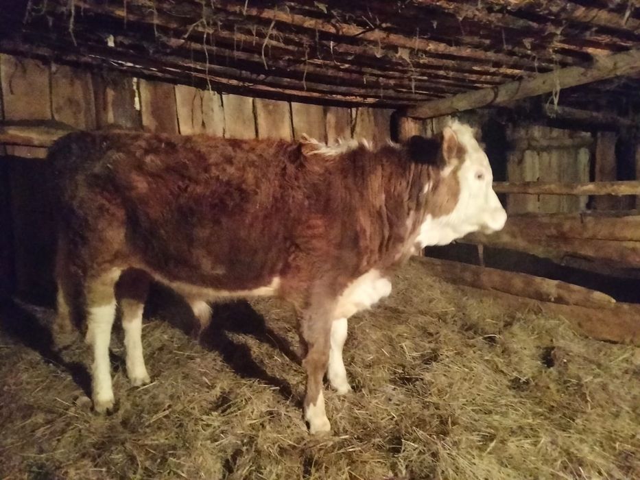 Продам бычка годовалого