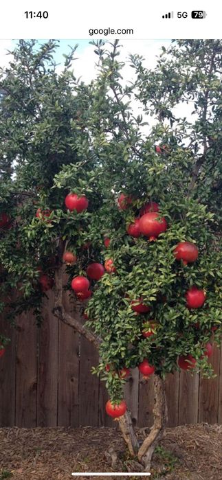 Нар сорт Ундърфул