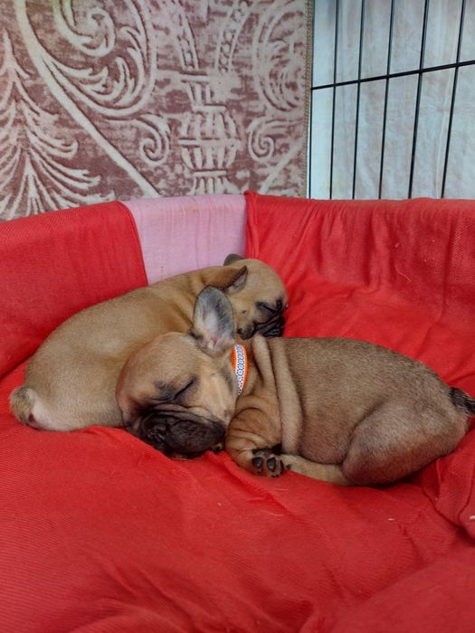 Щенки французского бульдога