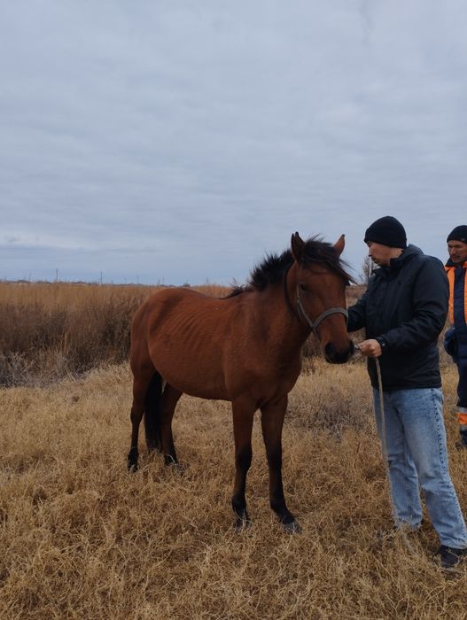 ҚҰНАН 3жасар 2023тін құлындары