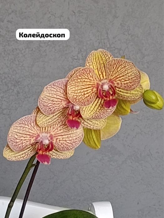 Продам цветущие орхидеи