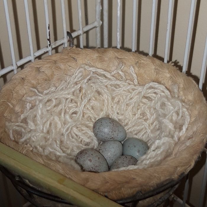 Поюших кенаров разных окрасов