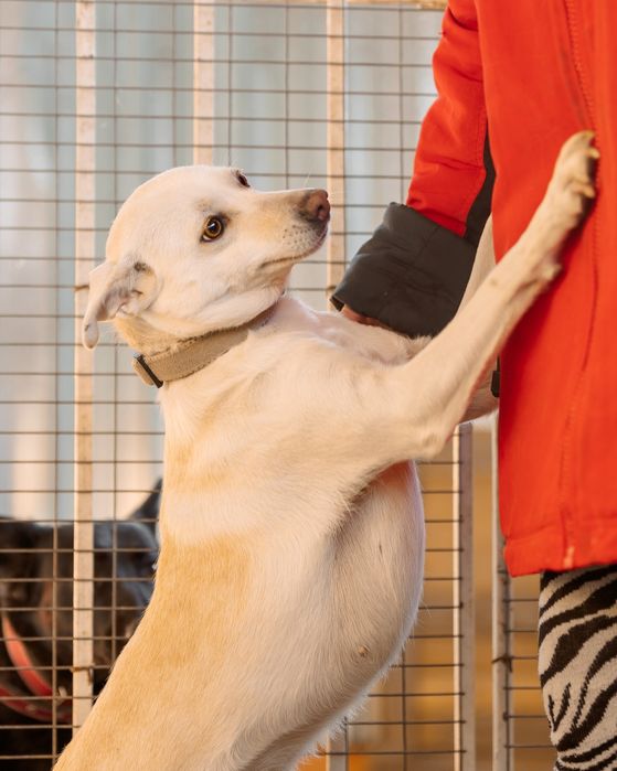 Собака ищет дом срочно