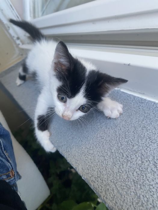 Подарявам котенце
