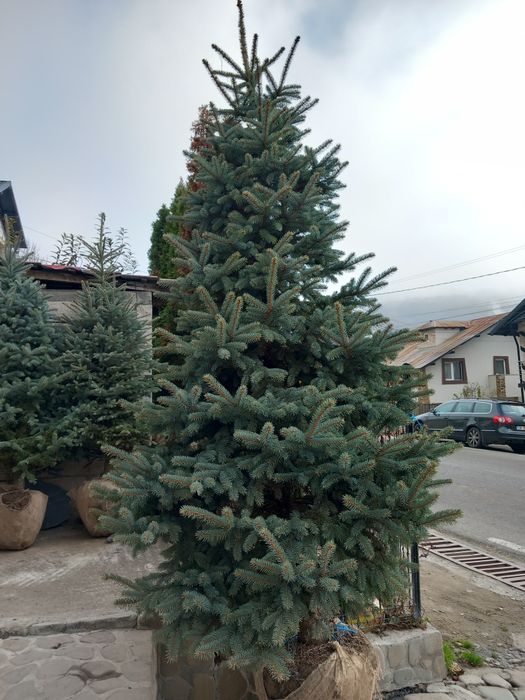 Plante ornamentale brazi normandieni arginti mesteacăn tei platani fra