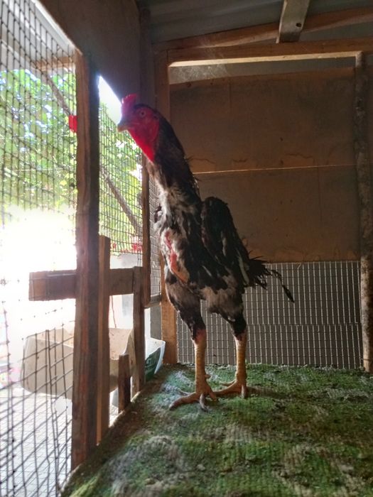 Дакан хороз йошга тулган