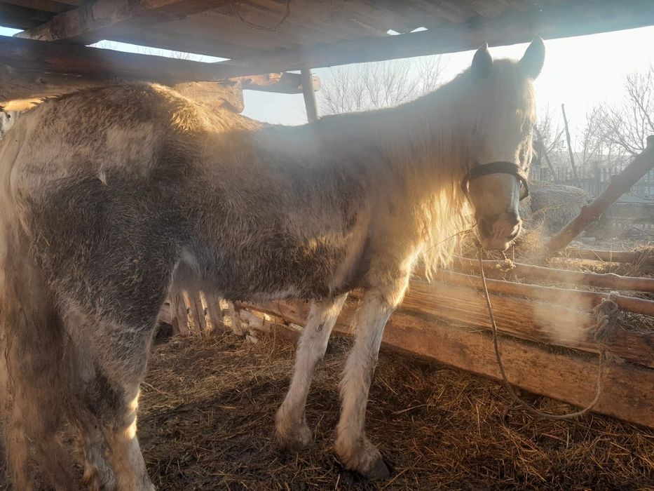 Продам   кобылу.