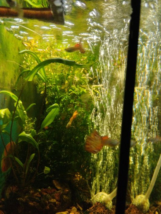 Гуппи леопардовые.