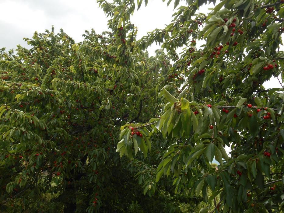 Дворно място в Златитрап