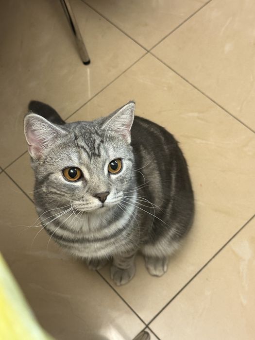 Pisic gratuit, pentru adoptii