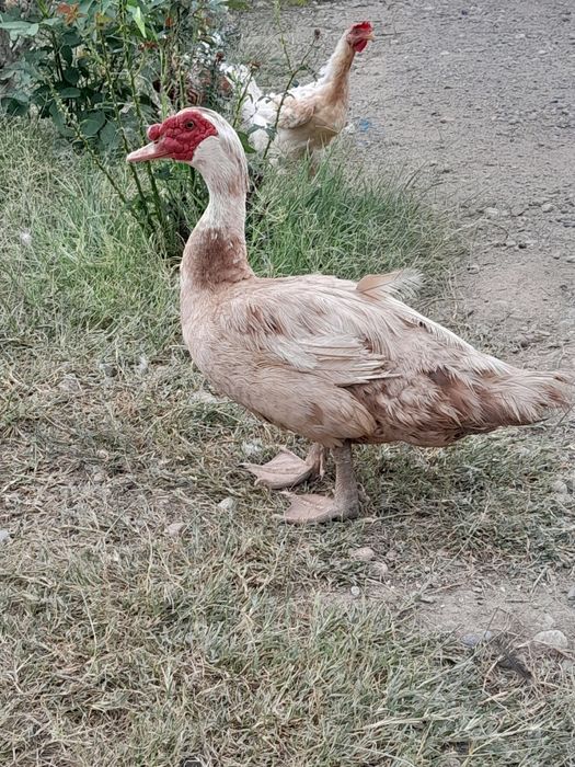 Продаются утки и селезни.