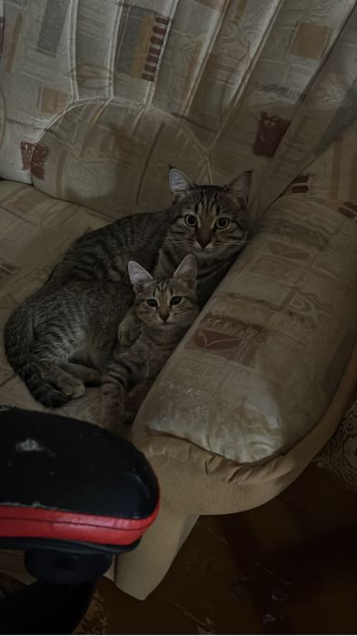 Котенок в добрые руки