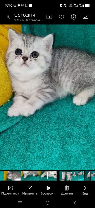 Котята шотланские