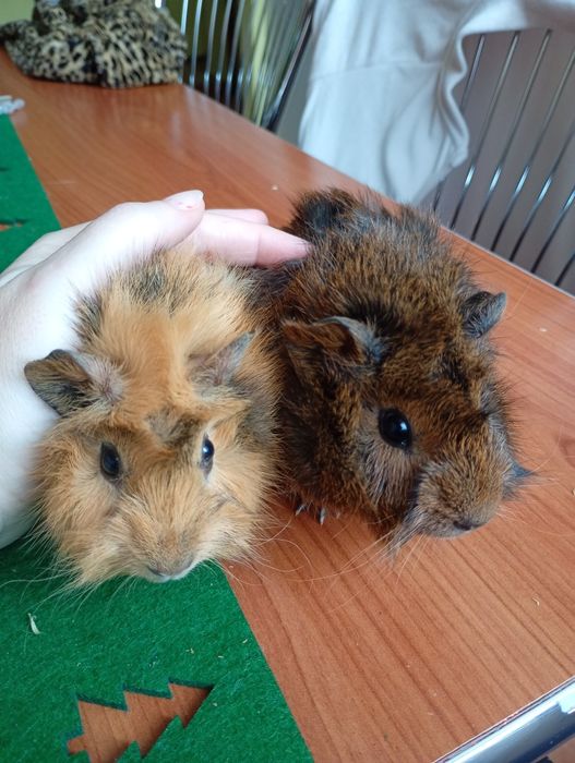 Porcușori de guineea