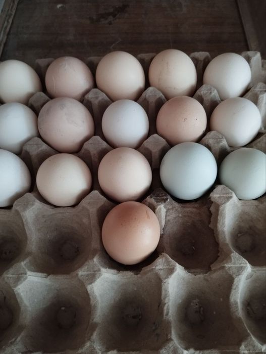 Дакан,Хонаки ва ухайли товуклари сотилади