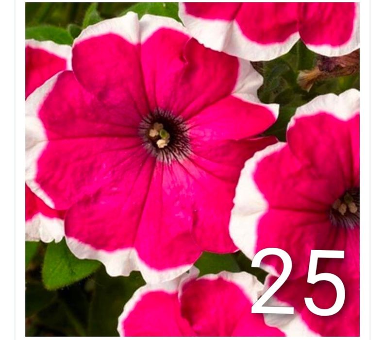 Продам рассаду петунии, грандифлора.