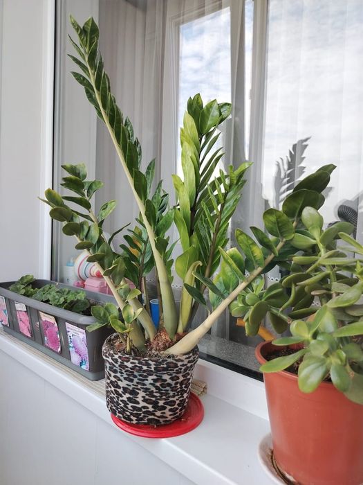 Комнатные растения