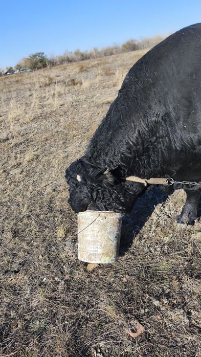 Продам быка два года