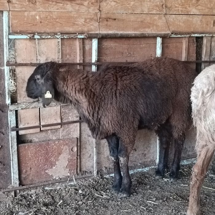 Урыктыкка токты-кошкарлар 5 бас